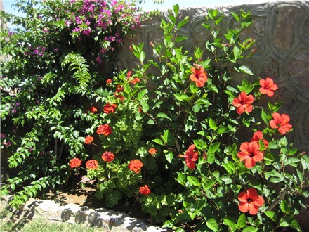 Hibiscus in rot und gelb